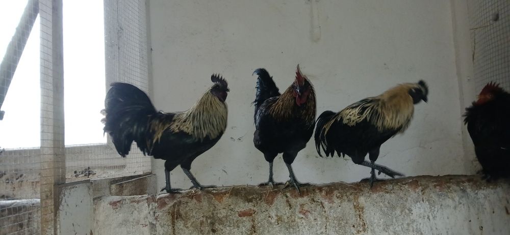 Koguty mix Ayam Cemani feniks i rosa