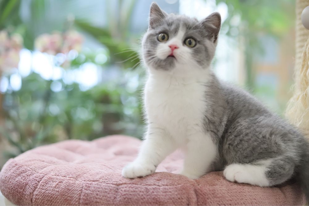 Macho British  Shorthair