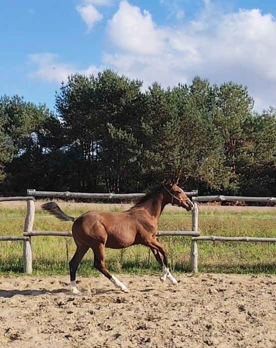 Ogierek AES po Floridos S/Nevados, do sportu/ambitnej rekreacji