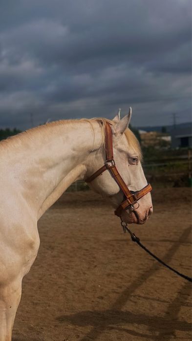 Cavalo lusitano puro 8 anos