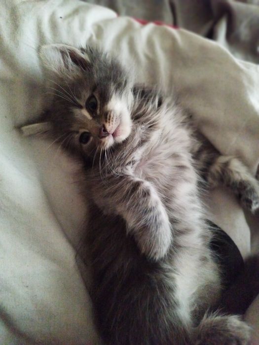 Віддам в люблячі руки