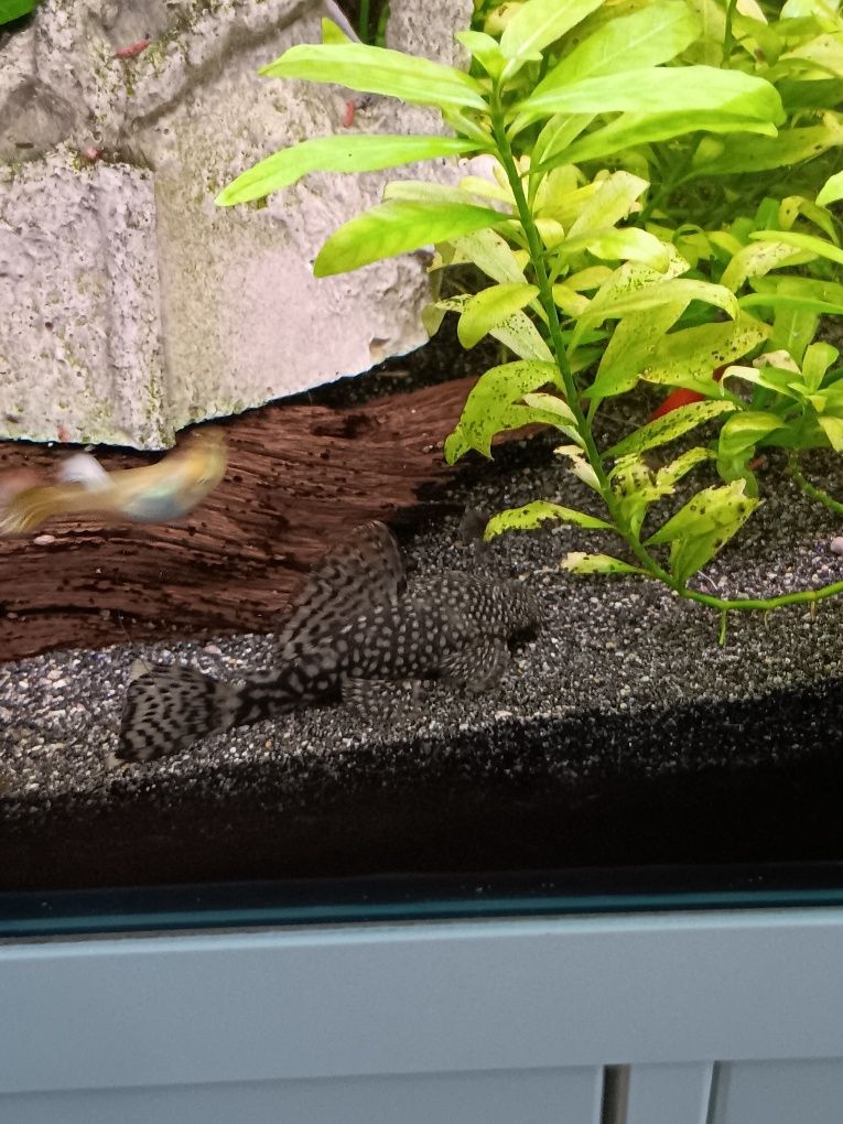 Ansistrus peixes