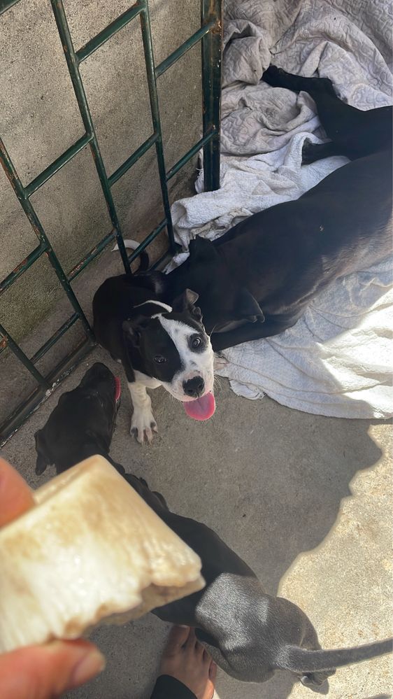 Pitbull Black pais ultima foto