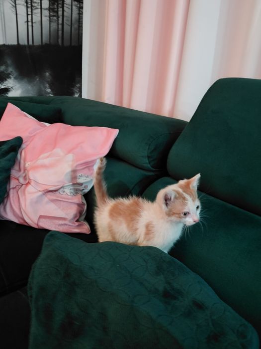 Młode , przyjazne koty szukają domku