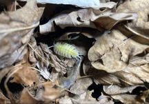 Porcellio Bolivari 12 sztuk isopody prosionki