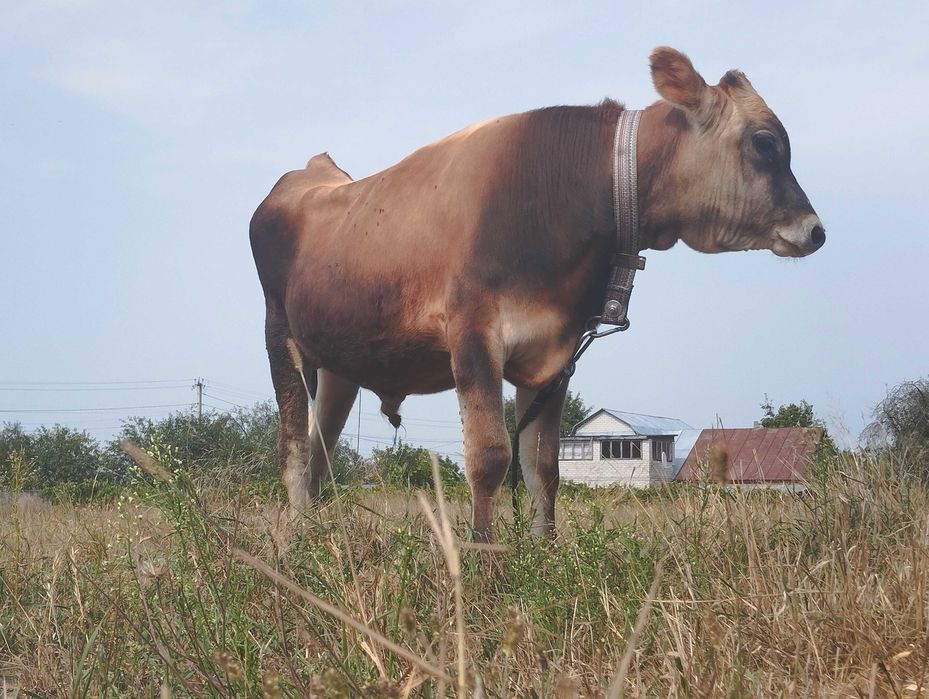 Бичок джерсейської породи