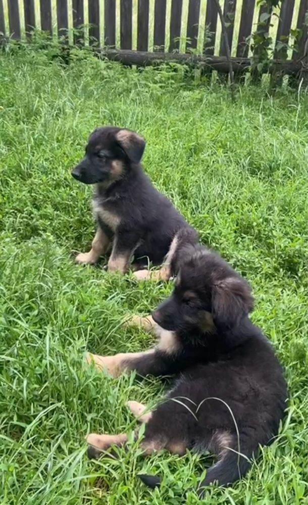 Безкоштовно цуценята німецької вівчарки - шукають дім