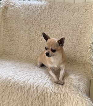 Mała 3,5 roczna sunia chihuahua