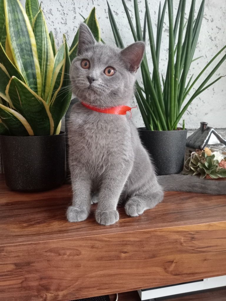 Kotki brytyjskie