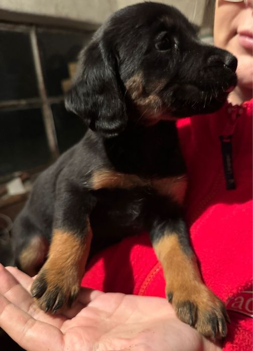 Oddam Pieski w dobre ręce