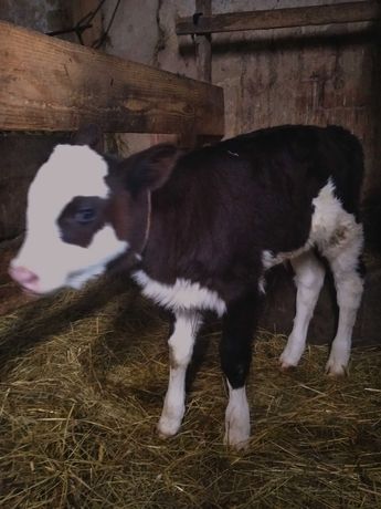 Теличка, породистої молочної корови