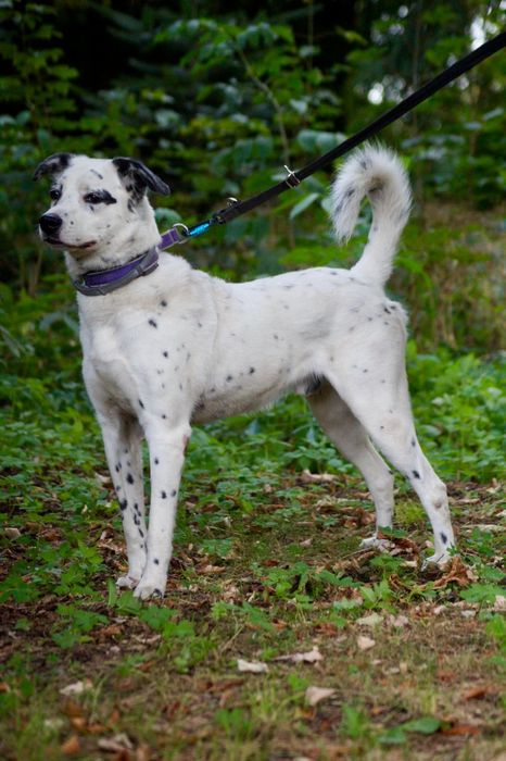 Cziko- domowy mix dalmatyńczyk szuka nowego domu