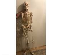 szkielet do anatomii wysokość 180cm