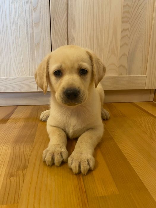 Labrador szczeniak biszkopt aktualne