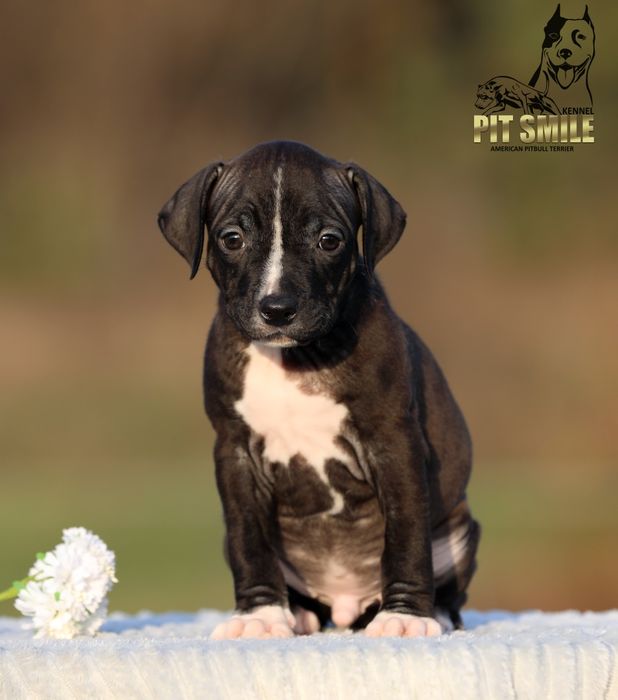 Цуценя Американського Пітбультер'єра.Пітбуль