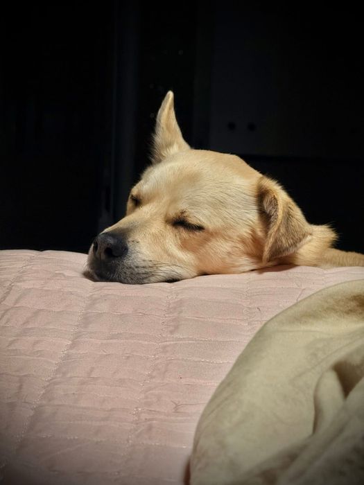 Z cieplego domu do zimnego kojca. Pilna adopcja!!!