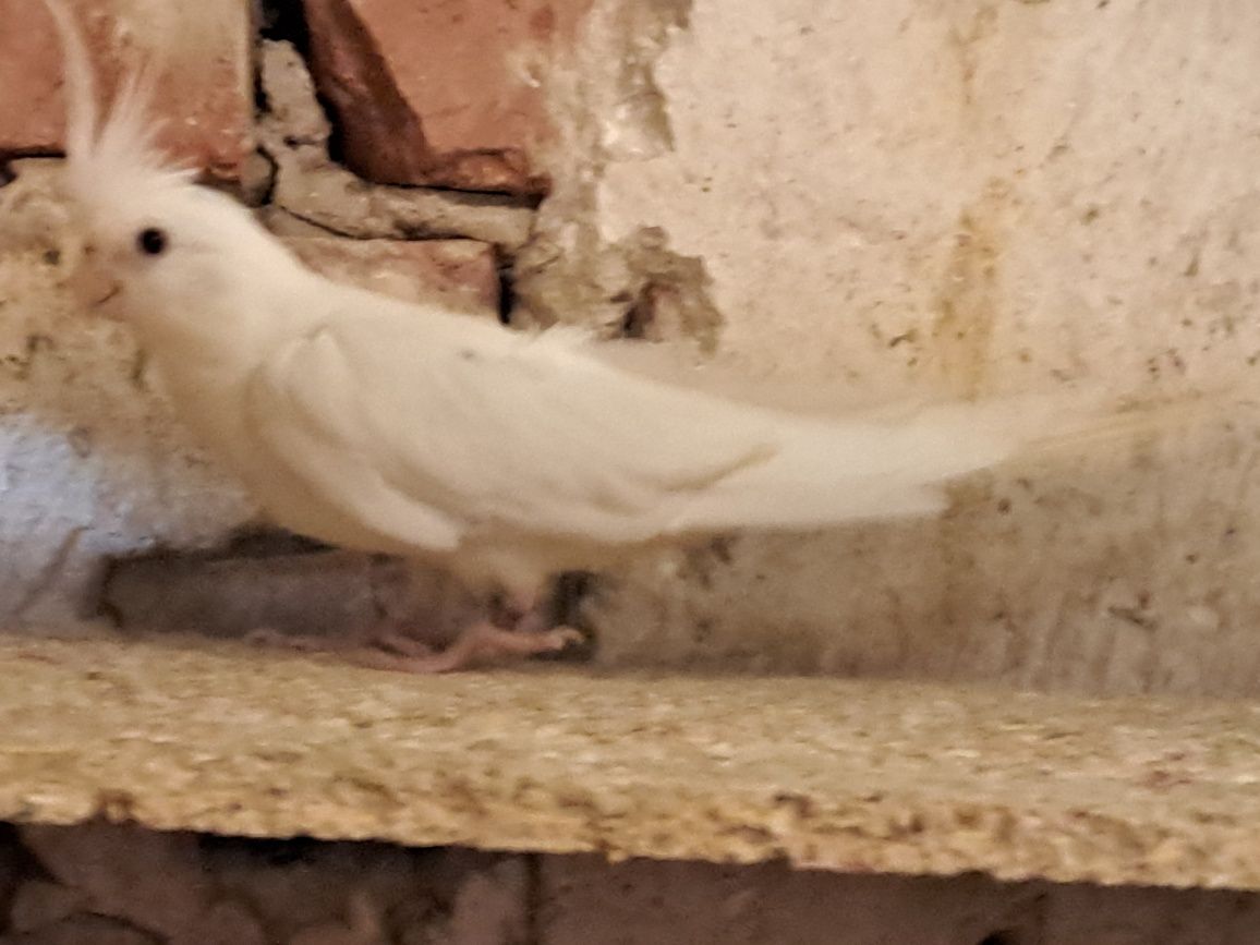 Nimfy samica nimfa albino