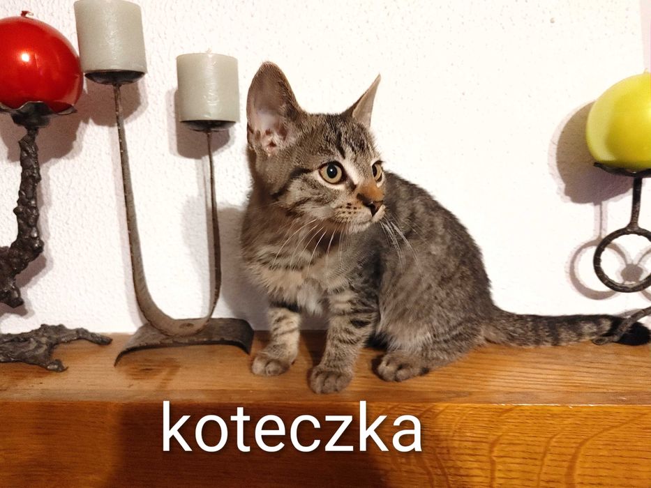 Dwa 3 mies. kocurki i ich siostrzyczka  szukaja dobrych domów.