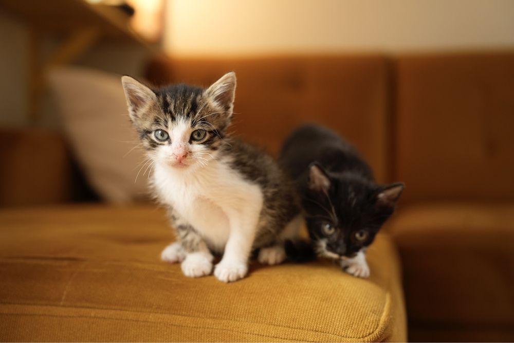 2 miesięczne koty do adopcji