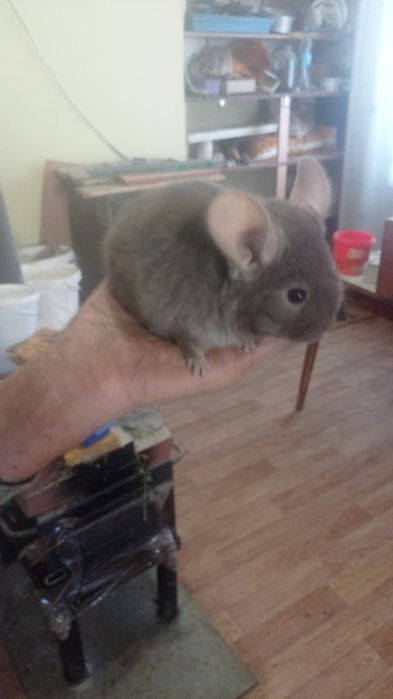 Гризунчики- пухнастики