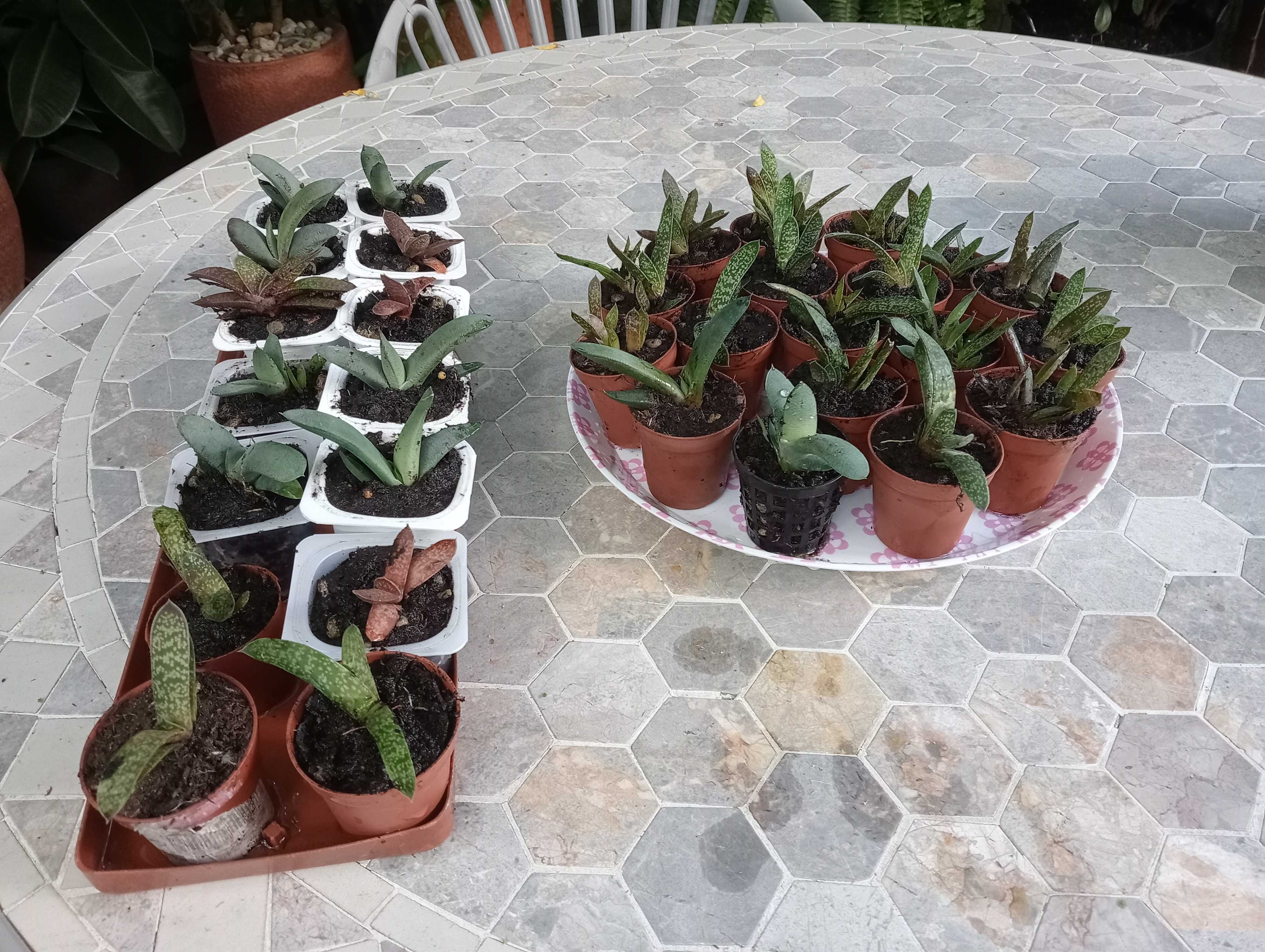 Planta suculenta, tenho vários para venda(ver fotos)