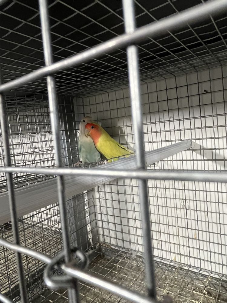 Casais de agapornis rossicolis reprodutores
