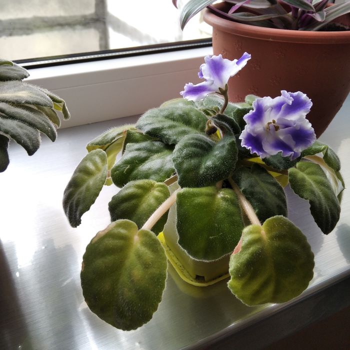 Фіалки квітучі, фіалка вазон