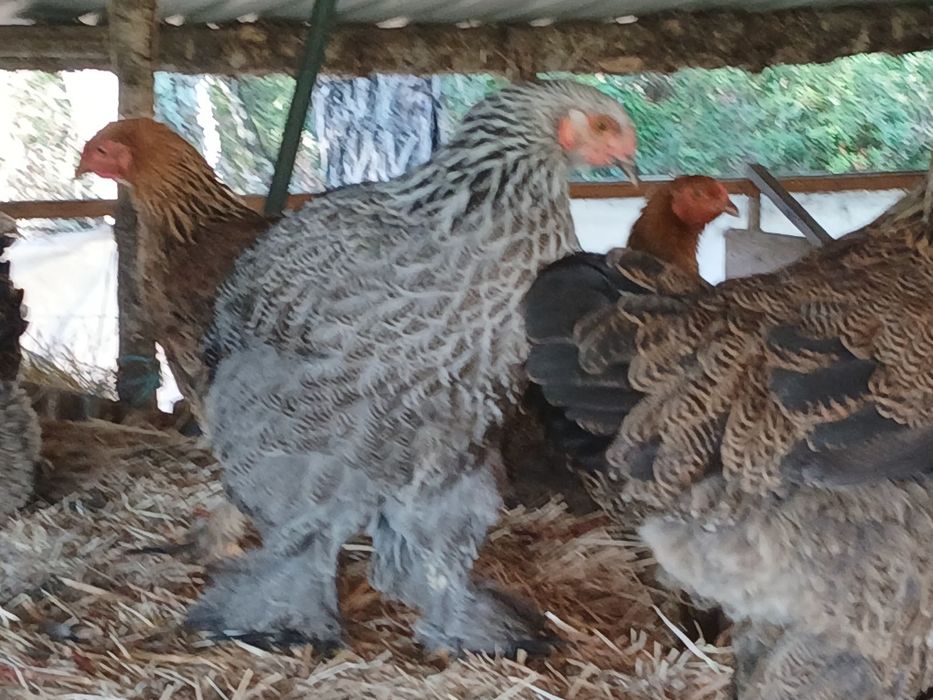 Galinhas Brahma grande porte puras