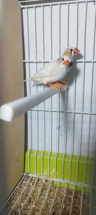 Mandarins normais e de poupa