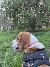 Do oddania piesek rasy beagle