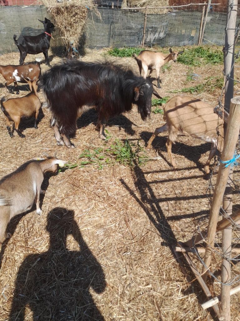 Cabras e ovelhas