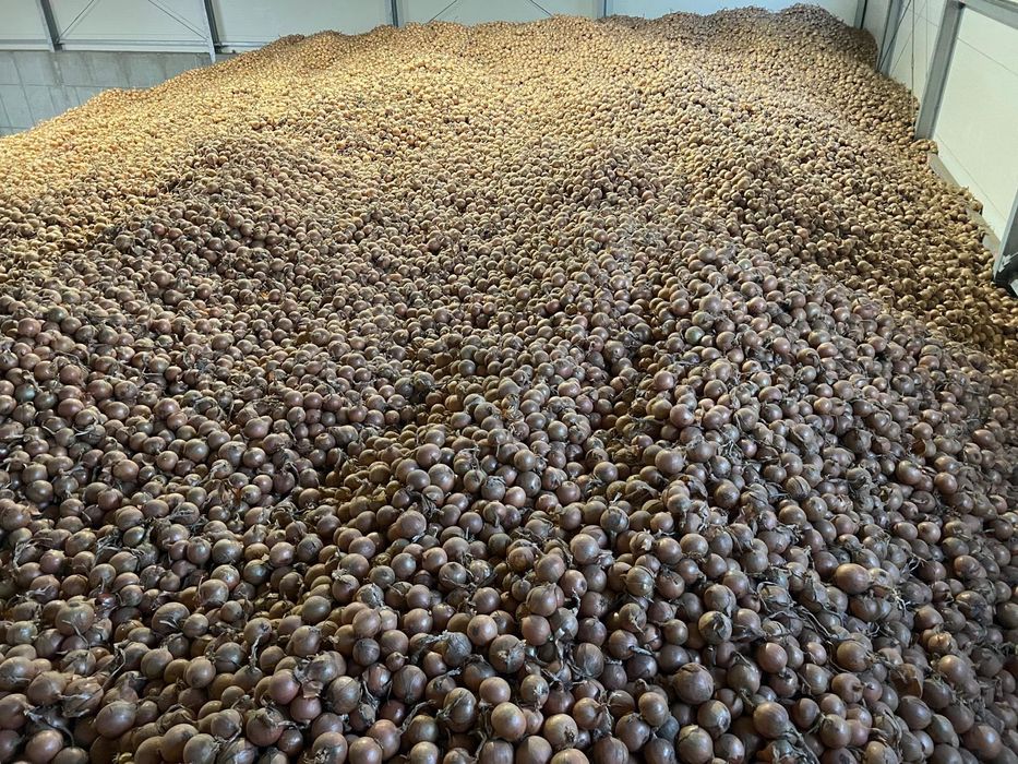 Cebula 20 kg od rolnika