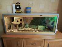 Wąż zbożowy z terrarium