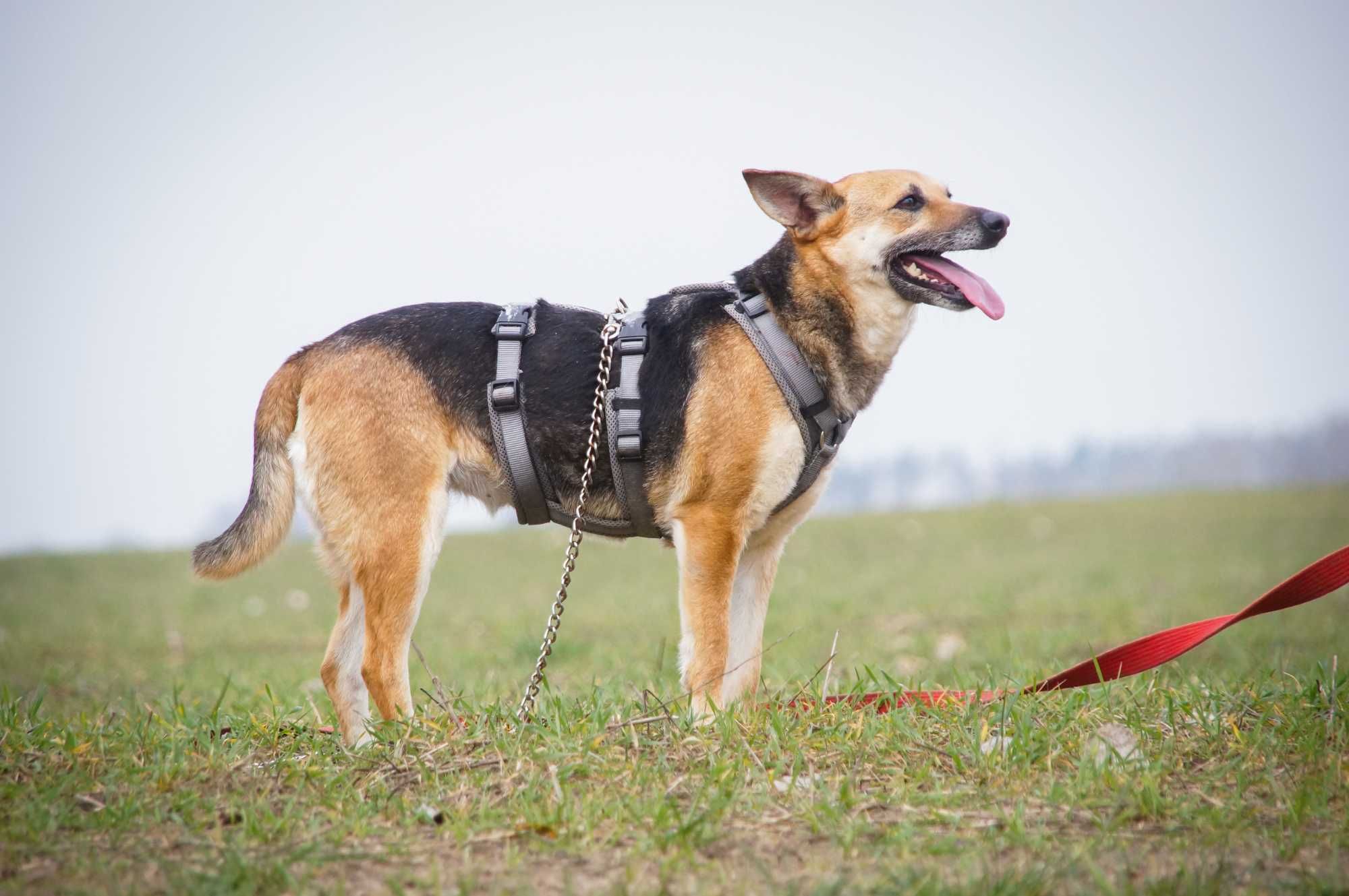 Tora - niewielka sunia, która straciła lata w schronisku...