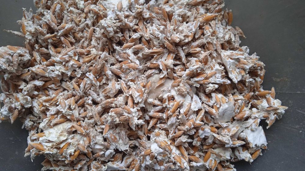 Живой зерновой мицелий вешенки