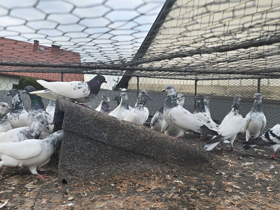 Budapeszty lot 20 sztuk ganiane