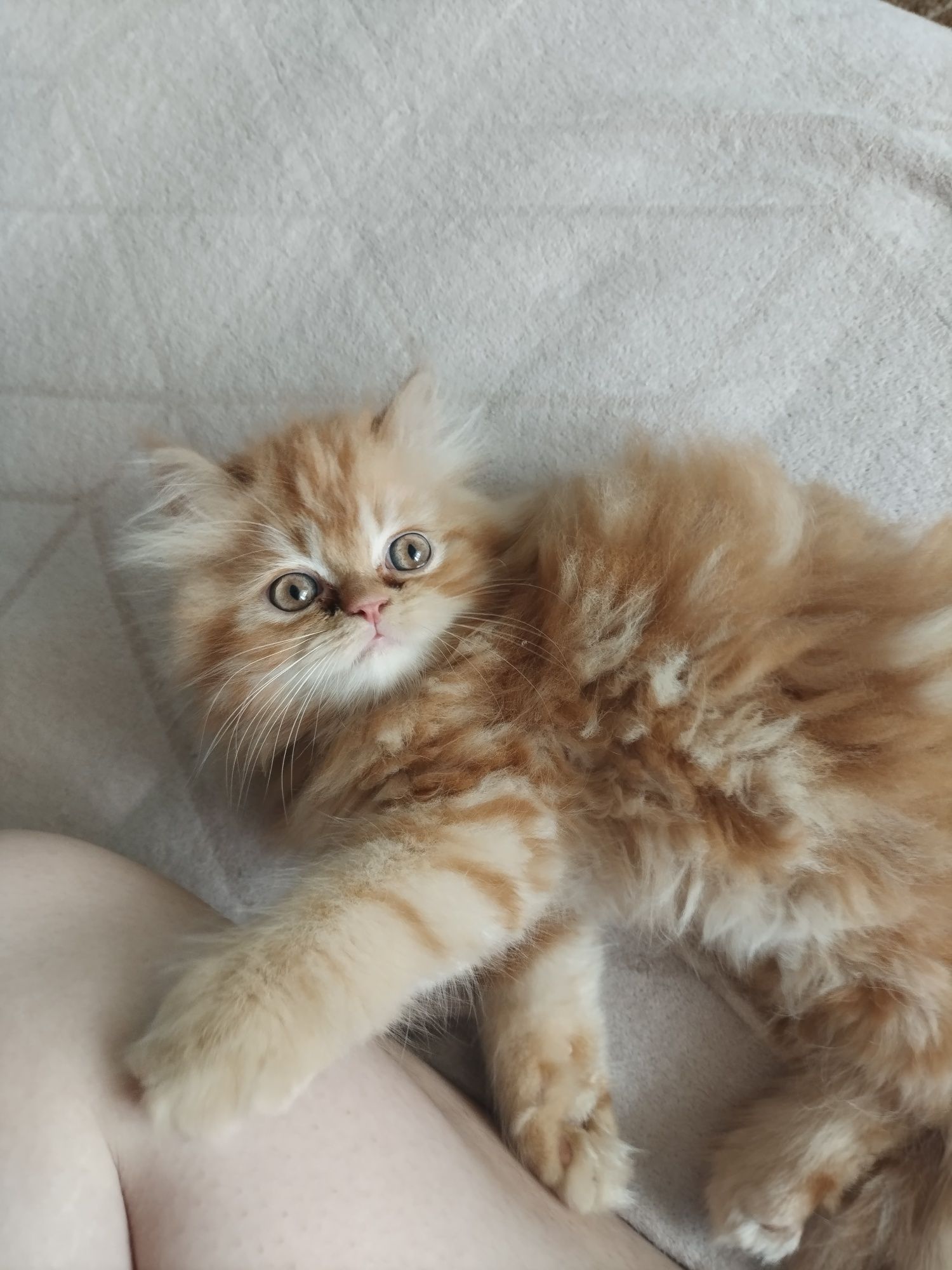 Залишився котик персидської породи