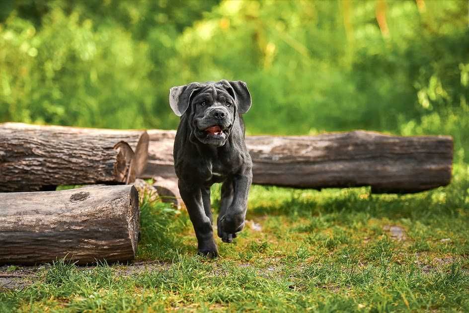 Елітні,породні,найкращі Кане Корсо