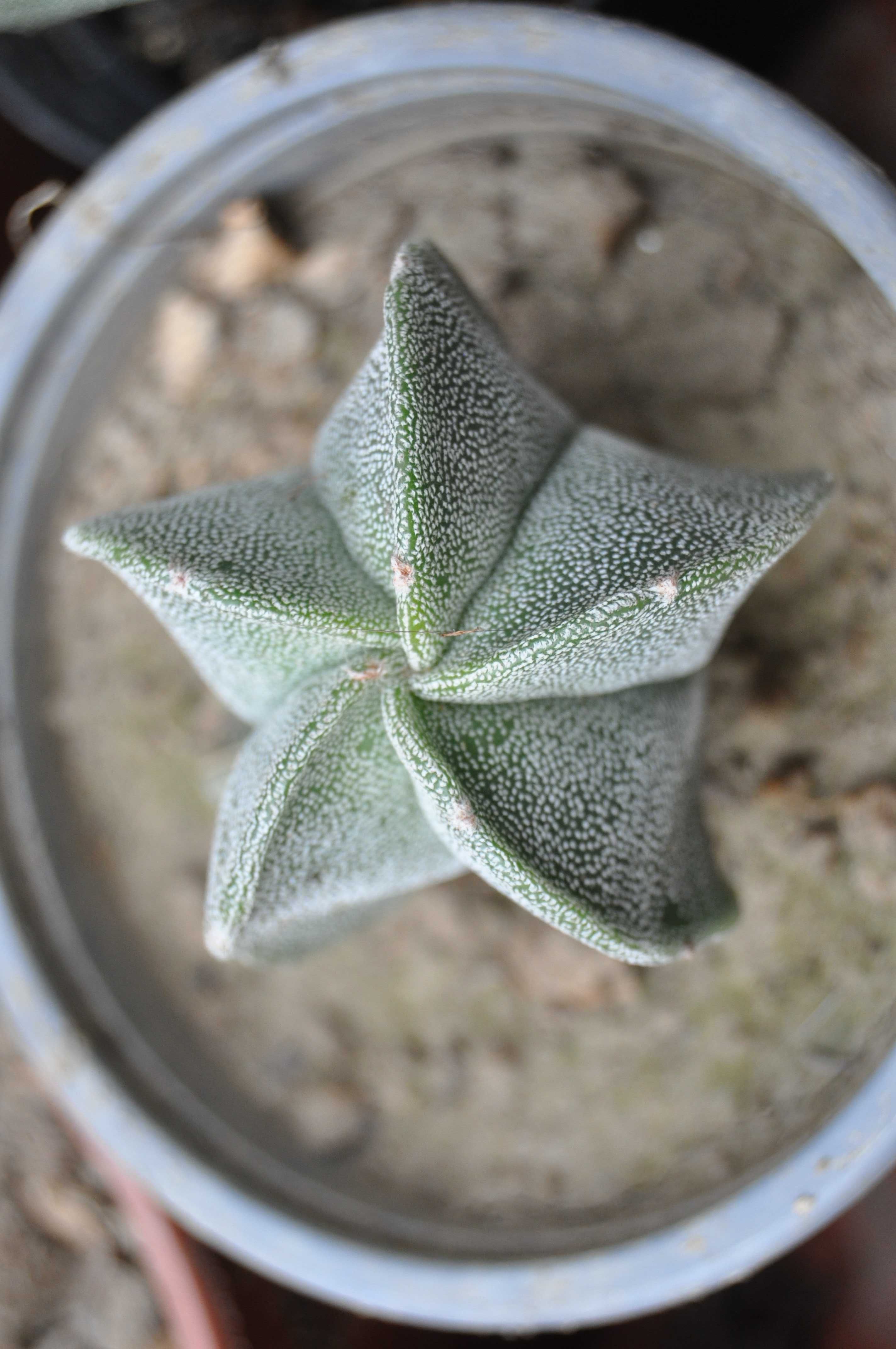 Astrophytum myriostigma