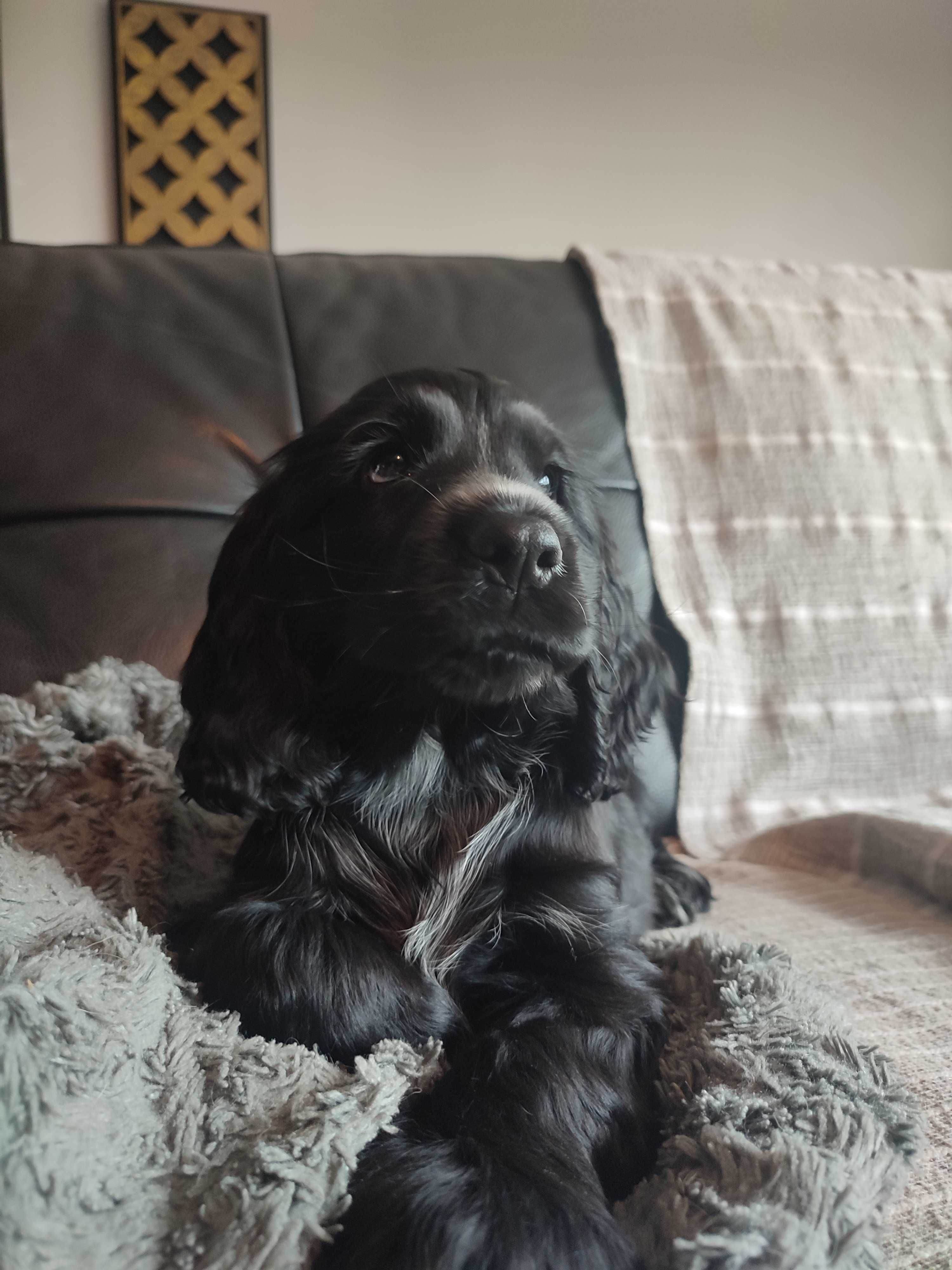 Cocker spaniel preto macho