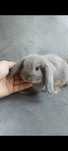 Mini lop króliki karzełek miniaturka baranek hodowla
