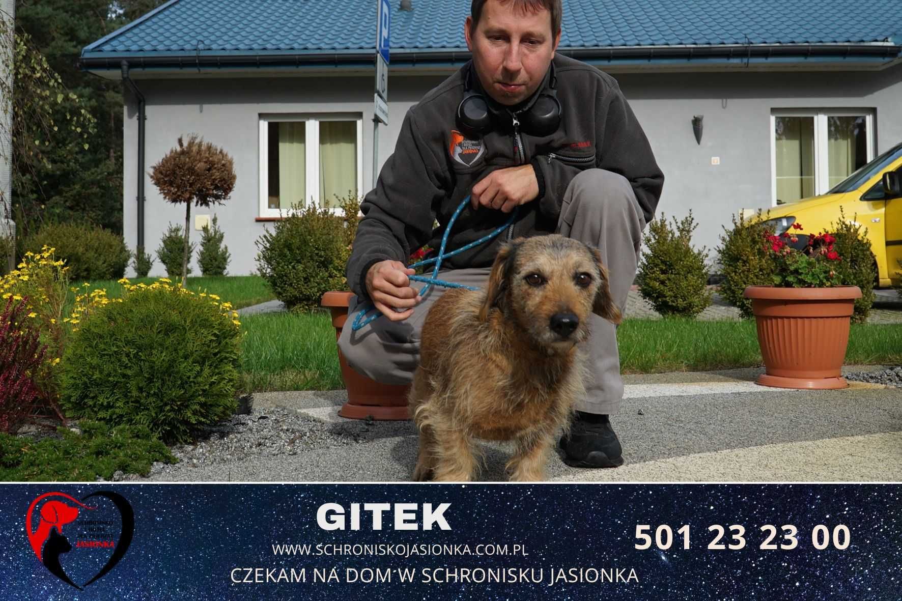 Gitek do adopcji