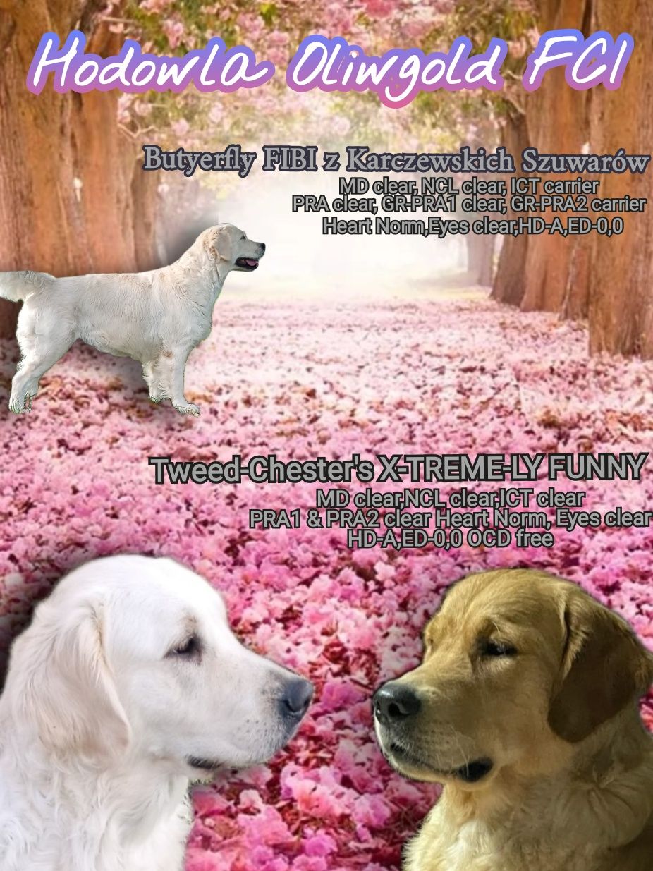Golden retriever ZKwP FCI Gotowy do odbioru