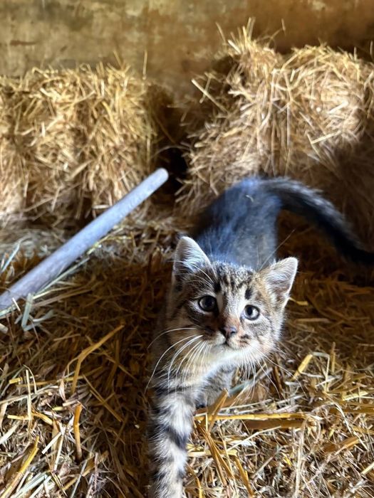 Kociczka 10 tyg – Janowiec + dowóz do 100 km