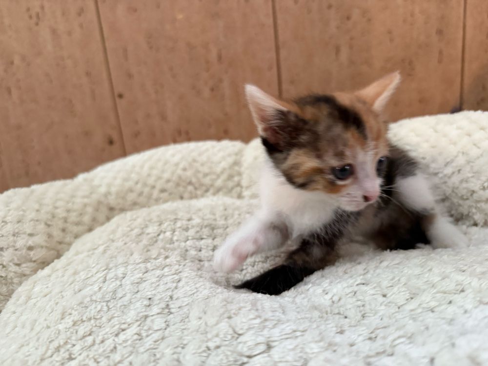 RESERVADA- Gatinha Femea para adoptar