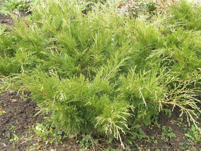 Можжевельник (можевельник) Казацкий 80 грн.