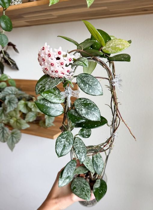 Hoya Wilbur Graves ukorzeniona rosnąca