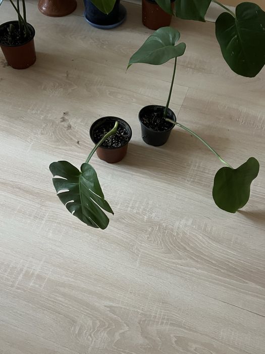 Монстера строманта триколор монстера альба