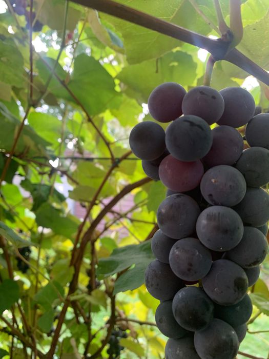 Winogrona na wino i nie tylko