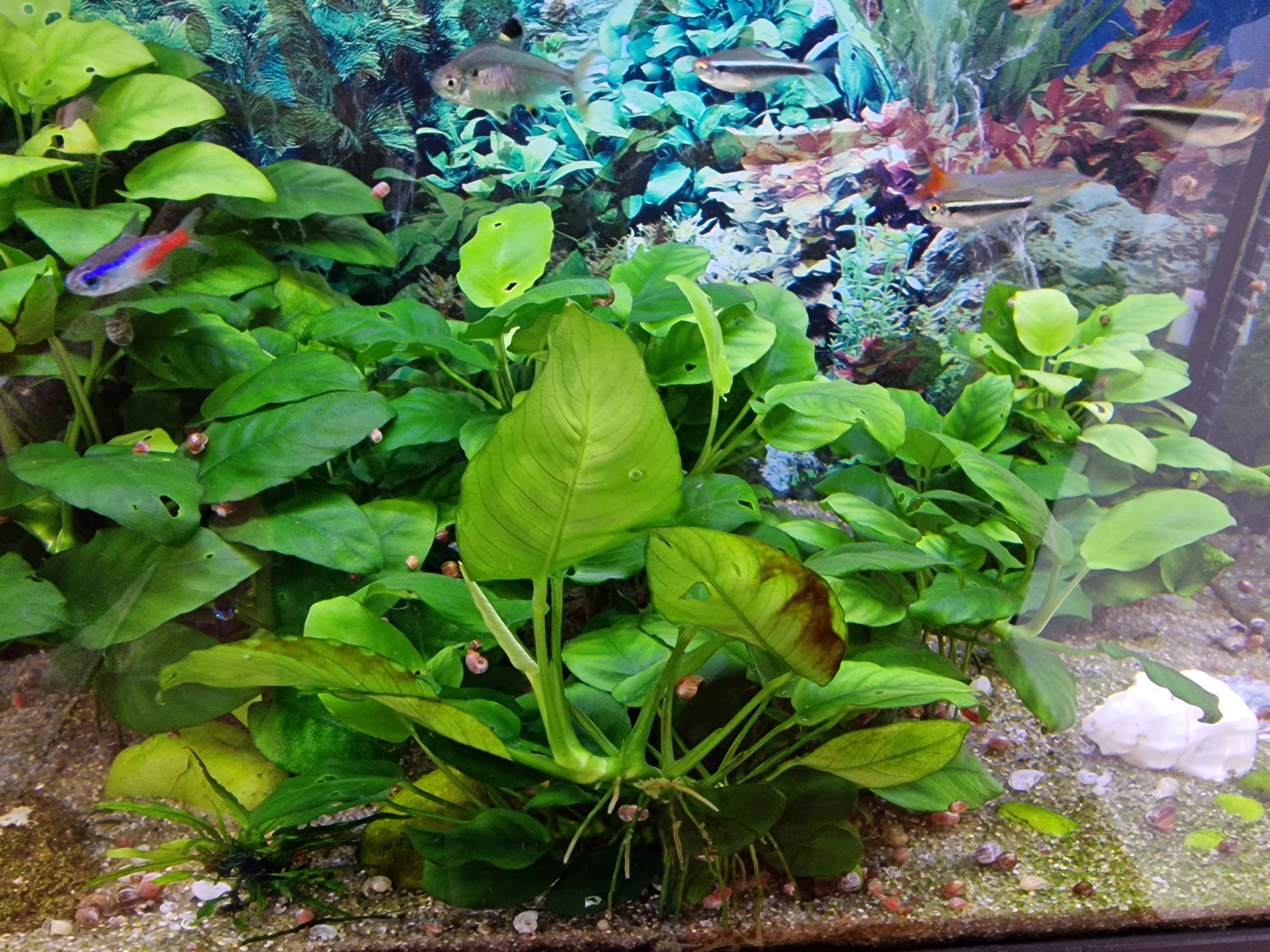 Planta Anubias nana